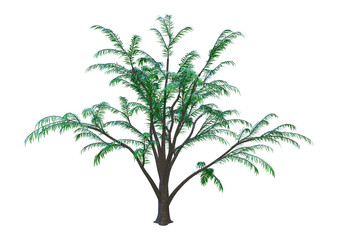 3D Rendering Albizia Tree on White