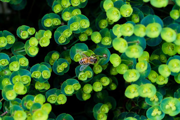 Top down view of insect on top of plant