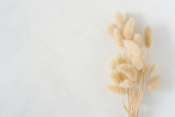 Natural dried hare's tail grass bouquet on white painted background. Feminine styled stock photography for blog posts and social media content.