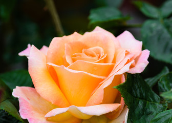 Rose on dark background