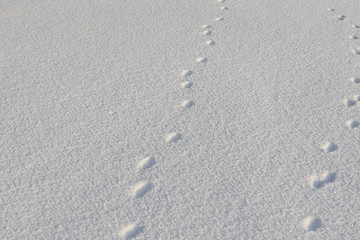 Abstract white background with animal footprints in the snow. Paw print of a wild or domestic animal on white snow in winter.