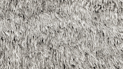 Old dirty gray straw roof. Thatched roof background or patterns. Dry straw hay or grass thatched as a roof. Gray background