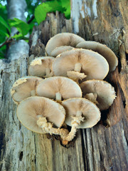 Edible mushrooms (Pholiota squrrosoides) 1