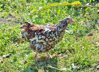Speckled hen