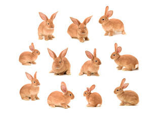 Baby of orange rabbit on white background