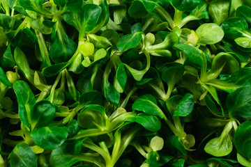 Mash salad on white background.