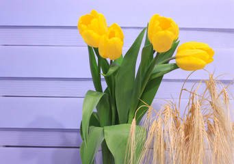 Bouquet of yellow tulips, with large buds on a blue background.