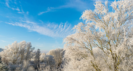 Die Bäume sind von Raueis überzogen. Die weiße Winterlandschaft wirkt vor dem blauem Himmel besonders prächtig. 