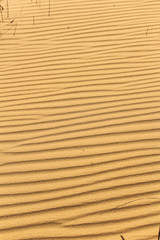 Abstract yellow sand desert background with copy space. Europe desert in Ukraine.