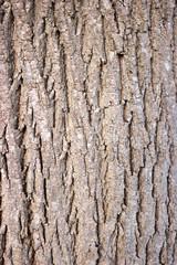 Tree bark wooden texture. Close up.