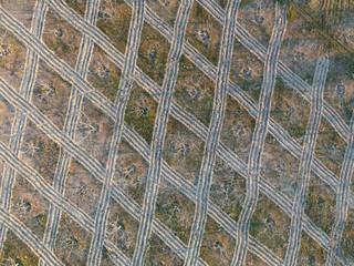 Imagen aerea de finca de higueras con trabajo de arado dando diseño de rombos a la tierra