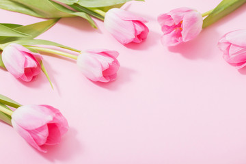 Obraz premium beautiful pink tulips on pink background