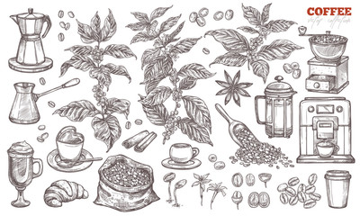 Coffee vector sketch collection. Hand drawn isolated illustration of coffee tree branches and plants with different objects and elements