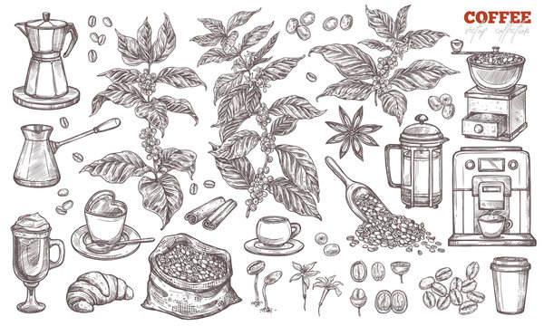 Coffee vector sketch collection. Hand drawn isolated illustration of coffee tree branches and plants with different objects and elements