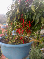 Plant of fresh red chilies and green chilies