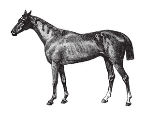 Thoroughbred horse / vintage illustration from Brockhaus Konversations-Lexikon 1908