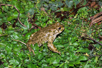 rospo smeraldino (Bufo viridis),ritratto mimetico
