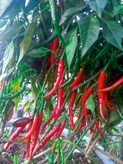 Plant of fresh red chilies and green chilies