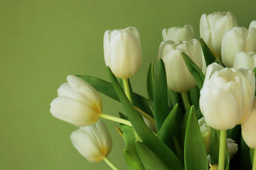 spring bouquet of white tulips