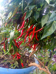 Plant of fresh red chilies and green chilies