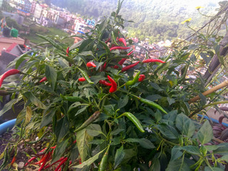 Plant of fresh red chilies and green chilies