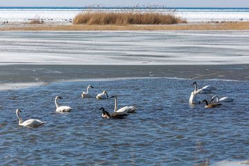 Swans Start Returning
