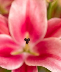 Obraz na płótnie Canvas dark pink lilium flower close up, strong bokeh