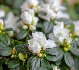 white azalea flowers close up, strong bokeh
