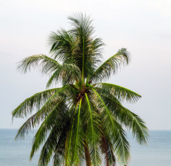 Fototapeta na wymiar Coconuts On The Beach with blue sky Caribbean