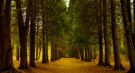 deserted dark spruce alley in the spring forest