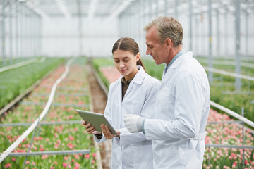Waist up portrait of two scientists using digital tablet at flower plantation in industrial...