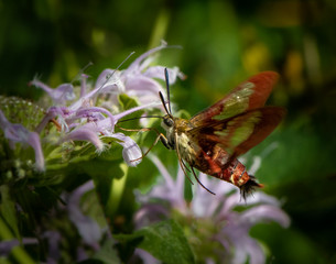 Clearwing Hummingbird Moth feeding on a flower