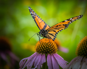 Monarch butterfly on an ecginacea flower