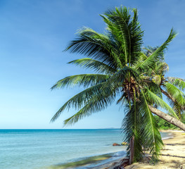 Fototapeta na wymiar Palm tree leaves on blue sky in sand beach