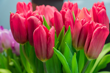 Close up of red tulip bouquet. Spring blooming flowers. Festive greeting card. Mothers day concept