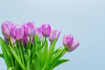 Spring greeting card. Purple tulips bouquet on blue background. Woman day concept. Copyspace for text.