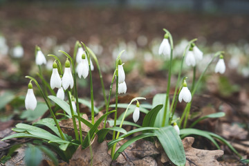 snowdrops, primroses close- up background picture