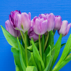 Spring greeting card. Purple tulips bouquet on blue background. Woman day concept. Copyspace for text. Banner
