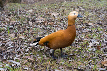 Red Duck on the shore of a pond, tinted image, selective focus