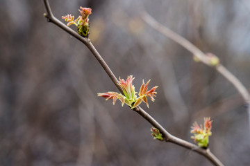 plant buds in the spring, budding, selective focus, tinted image