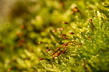 close up of fresh moss with seedlings