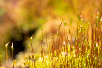 close up of fresh moss with seedlings