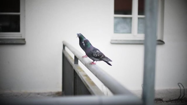 Color HD footage of two pigeons on a rail