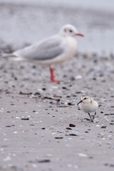 Lachmöwen im Herbst an der Ostsee	