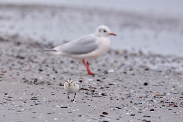 Lachmöwen im Herbst an der Ostsee	