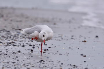 Lachmöwen im Herbst an der Ostsee	