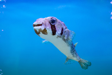 Black-Blotched porcupinefish at Thailand Ocean © PRASERT