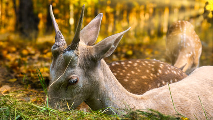 young deer by the pasture at sunset