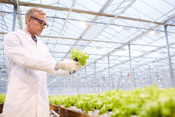 Side view portrait of mature scientist examining vegetables at industrial plantation in greenhouse, copy space