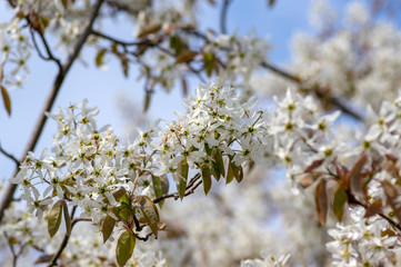 Amelanchier lamarckii deciduous flowering shrub, group of white flowers on branches in bloom